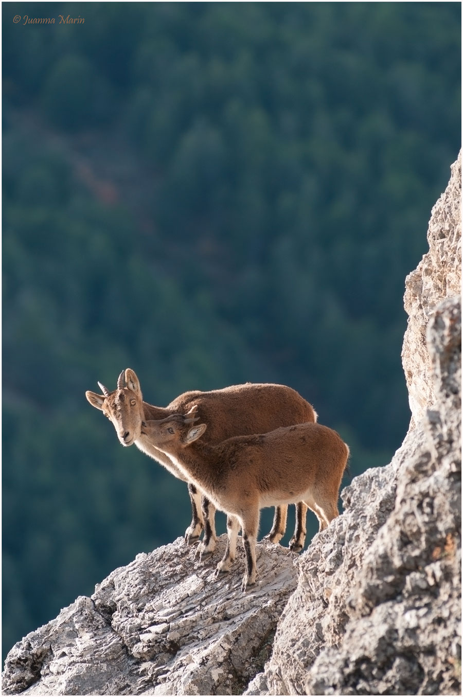 Hembra con su cría. Sierra Nevada. Trevenque