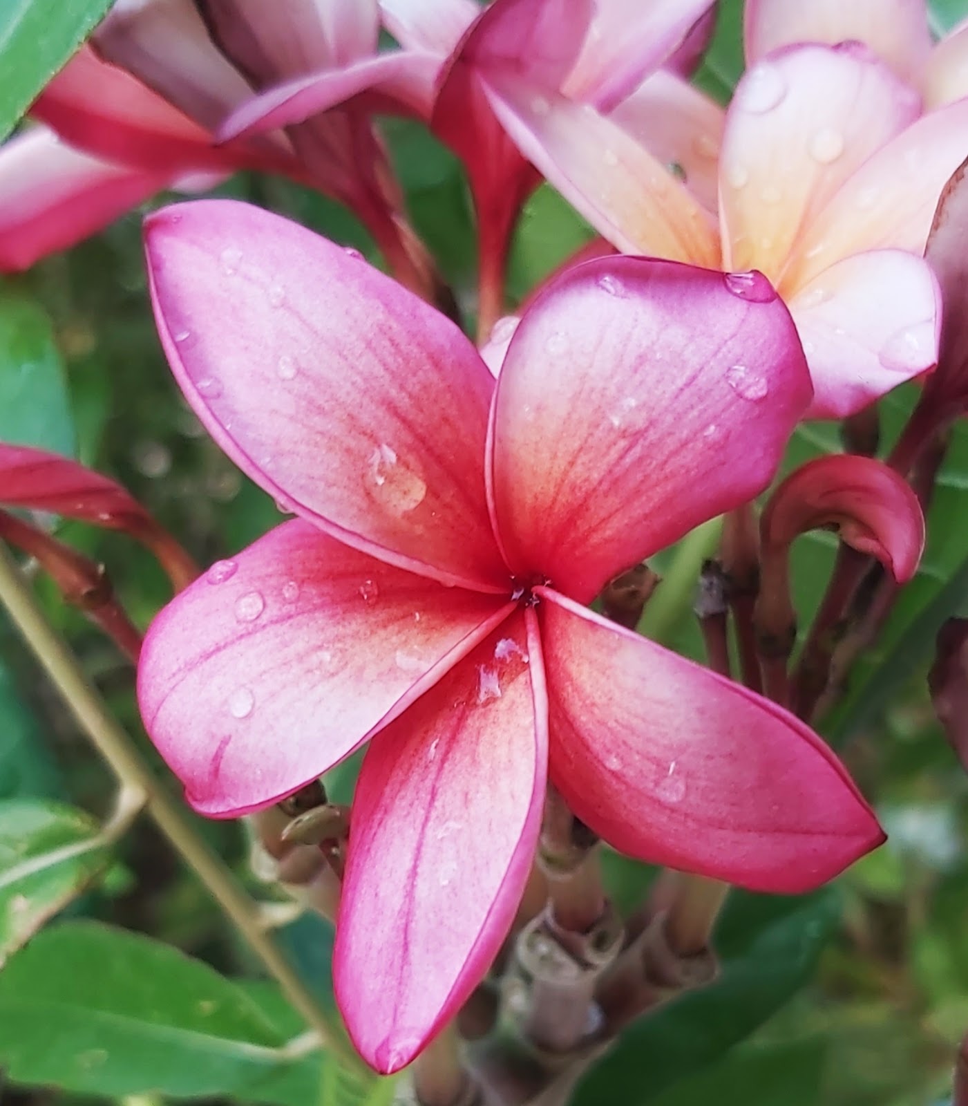 Jaipur Garden Plumeria Blooming season