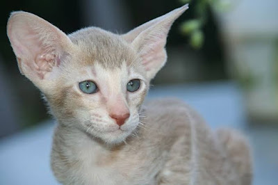 Kucing Oriental Shorthair