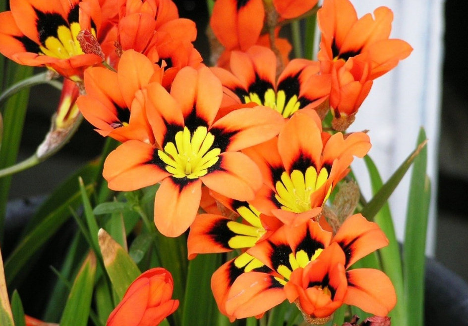 51 Freesia Like Flowers Flowyes