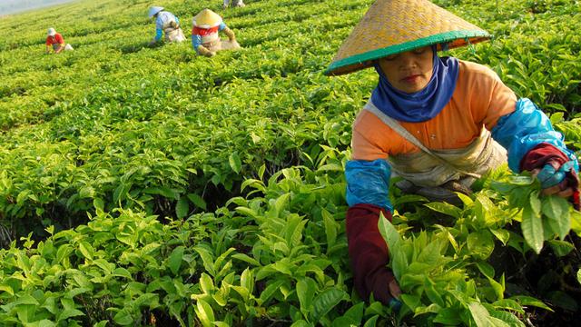 Daerah Penghasil Teh Terbesar di Indonesia