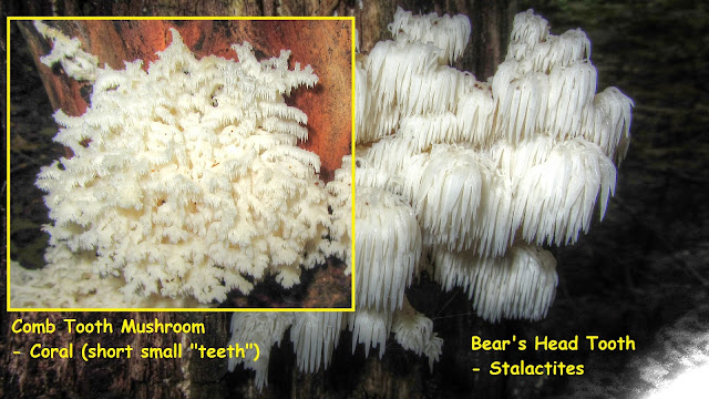 Bear's Head Tooth Mushroom and Comb Tooth Mushroom Comparison