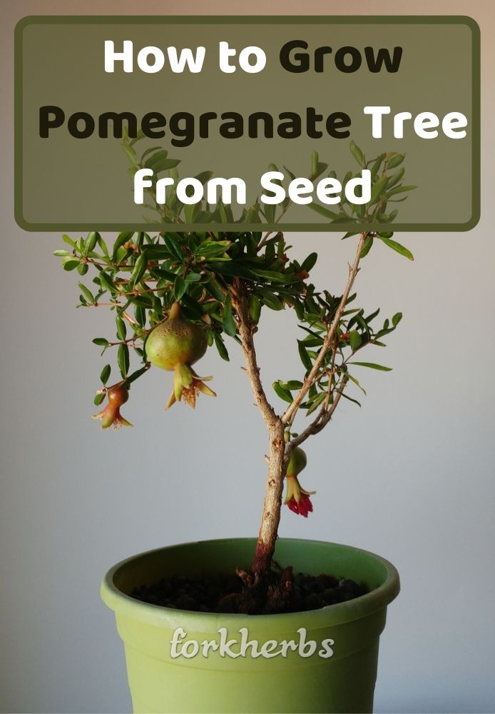 How to Grow Pomegranate Tree from Seed