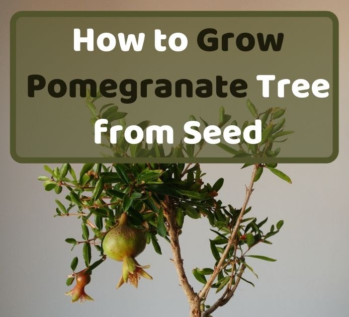 How to Grow Pomegranate Tree from Seed