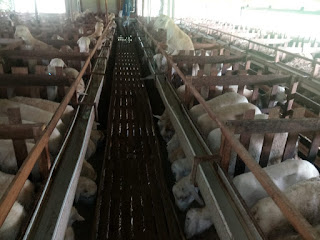 qurban di jogja idqurban.com