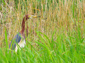 heron, rice field