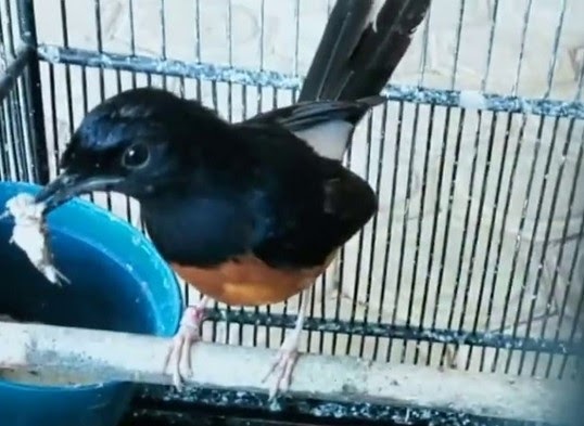 Rawatan Mudah Murai Batu Mabung Pasti Cepat Dan Tuntas Rawatan Mudah Murai Batu Mabung Pasti Cepat Dan Tuntas