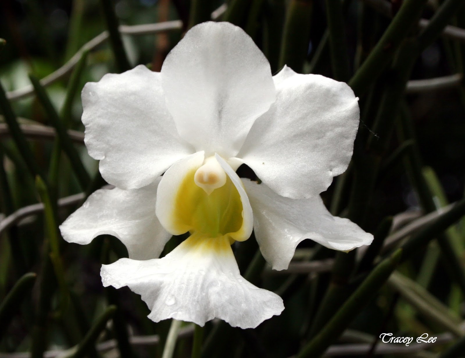 Have you ever seen the flower of the vanilla bean?