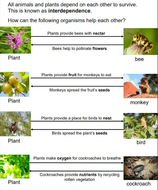 DHPS Year 1 and 2 Year 1 & 2 Friday 26th June