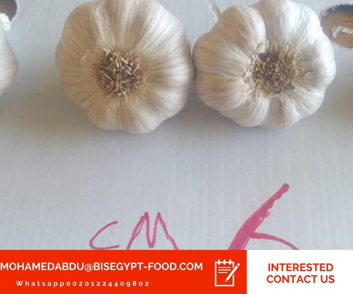 garlic wholesale peeled garlic wholesale uk