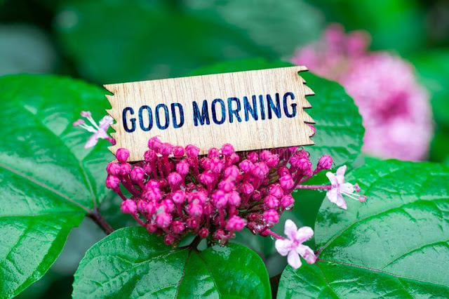 good morning, good morning for image, good morning images with, good morning with photo, photo good morning, good morning picture, good morning lovely images, good morning wall papers, good morning images in hd, good morning images whatsapp, good morning whats app images, good morning image with quote, good morning quote image, good morning image quotation, images of good morning quotes, good morning images lovely, good morning flowers, good morning image download, godly good morning images, good morning thought, sunday good morning, hindi good morning quote, good morning hindi quotes, hindi good morning quotes, hindi quotation good morning, good morning message hindi, good morning image with flowers, good morning images 2018, flower image good morning, good morning sunday image, good morning photo download, good morning picture for whatsapp, good morning message with love, good morning msg lover, love message good morning