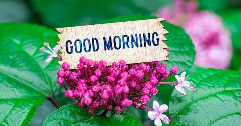 24+ Good Morning Pic Shayari Love Download Images