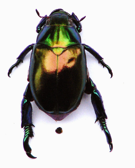Metallic beetle