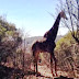 Ciclistas são perseguidos por uma enorme girafa na África do Sul