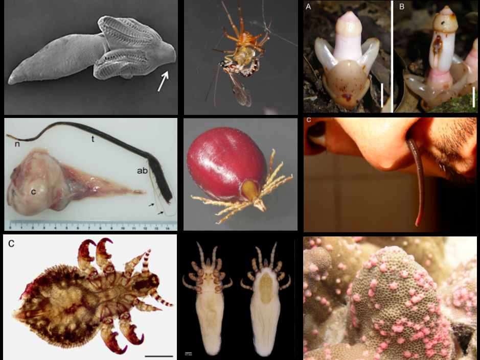 Parasite of the Day: Pollinators for parasites, nosy leeches, and sea lion  lice