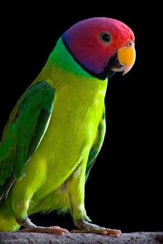 parrot images