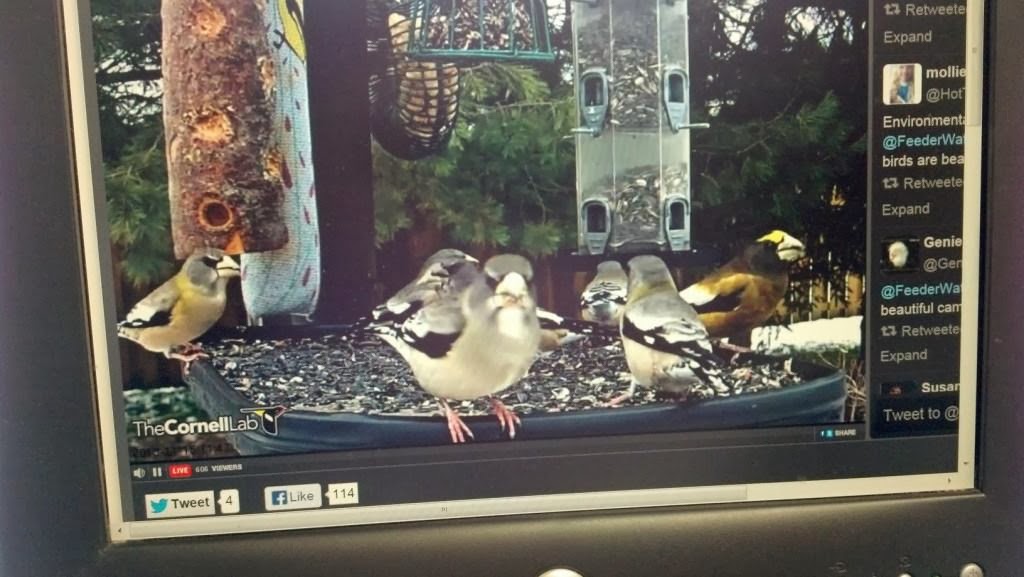 Ohio Birds and Biodiversity An awesome, mustwatch feeder cam!