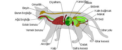 Erkek bir kedinin anatomik şeması