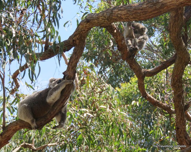 Raymond Island koala and baby