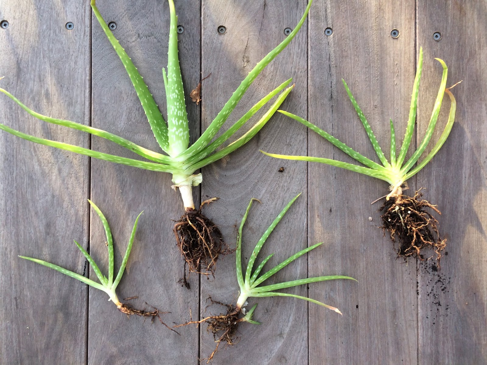 Potting Up Indoor Plants and Dividing Aloe Vera