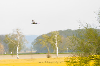 Naturfotografie Wildlifefotografie Lippeaue