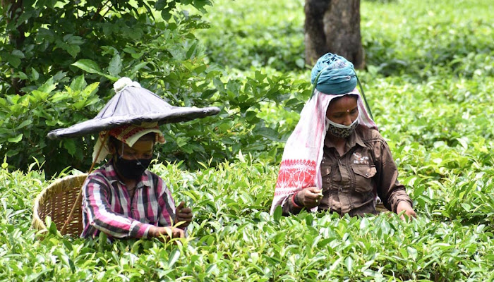 Women are Work in a Tea Garden in Assam