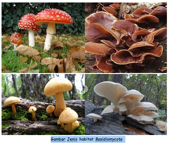 Klasifikasi jamur Divisi Basidiomycota BELAJAR BIOLOGI