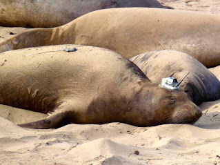 Dozing in the sand, this light brown female has transponders glued to her head and back which will come off when she molts in the summer.