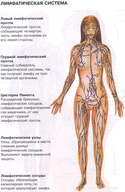 лимфа