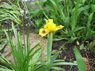 Unser Garten: Lilien