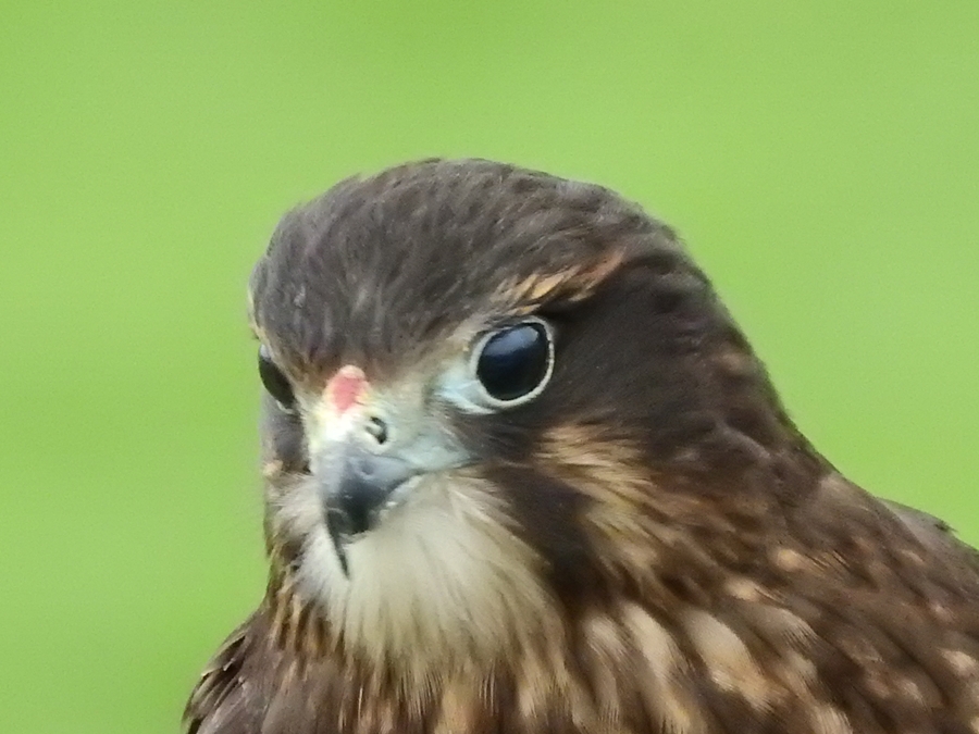 photographing New Zealand wingspan