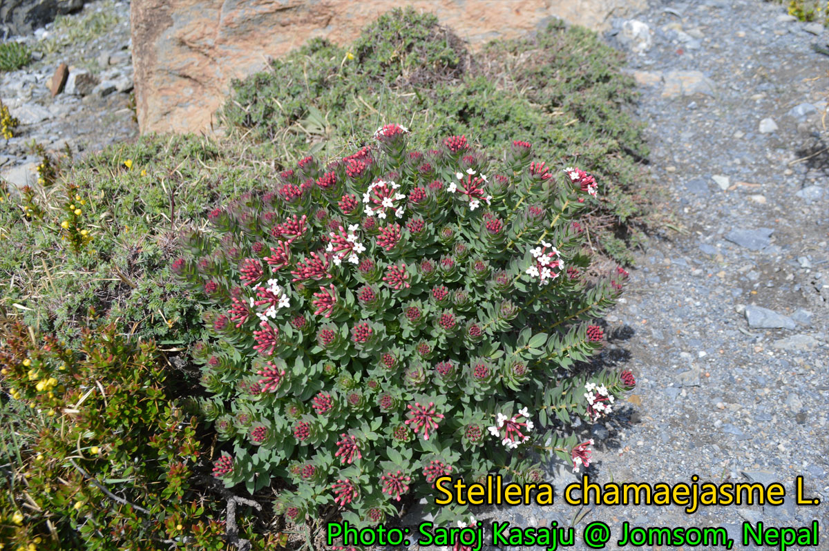Medicinal Plants Stellera chamaejasme, Chinese chellera