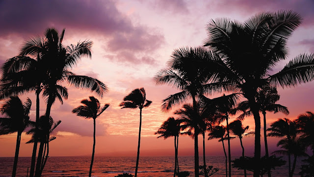 Coconut, Phoenix, Silhouette, Sea, Sunset, Twilight
