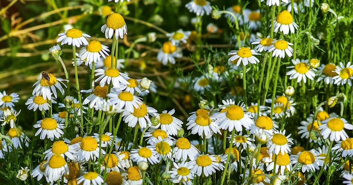 The Benefits of Chamomile Herb