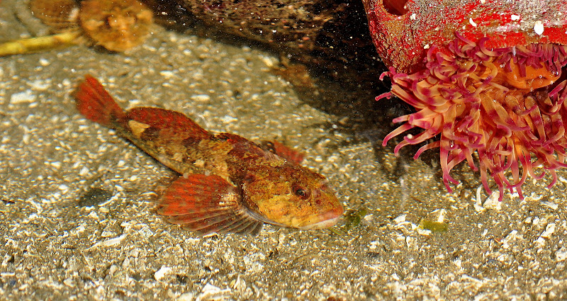 Buzz's Marine Life of Puget Sound: Spring Low Tides