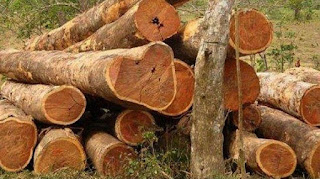 7 Jenis Kayu Yang Ada di Indonesia 1. Kayu Cendana