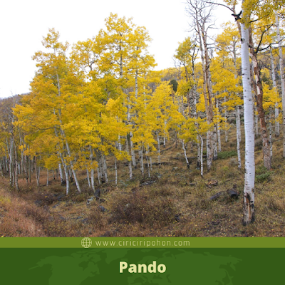 Pando