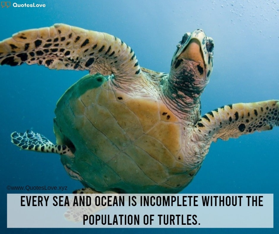 World Turtle Day Quotes, Sayings, Messages, Greetings, Facts, Images, Pictures, Photos, Wallpapers