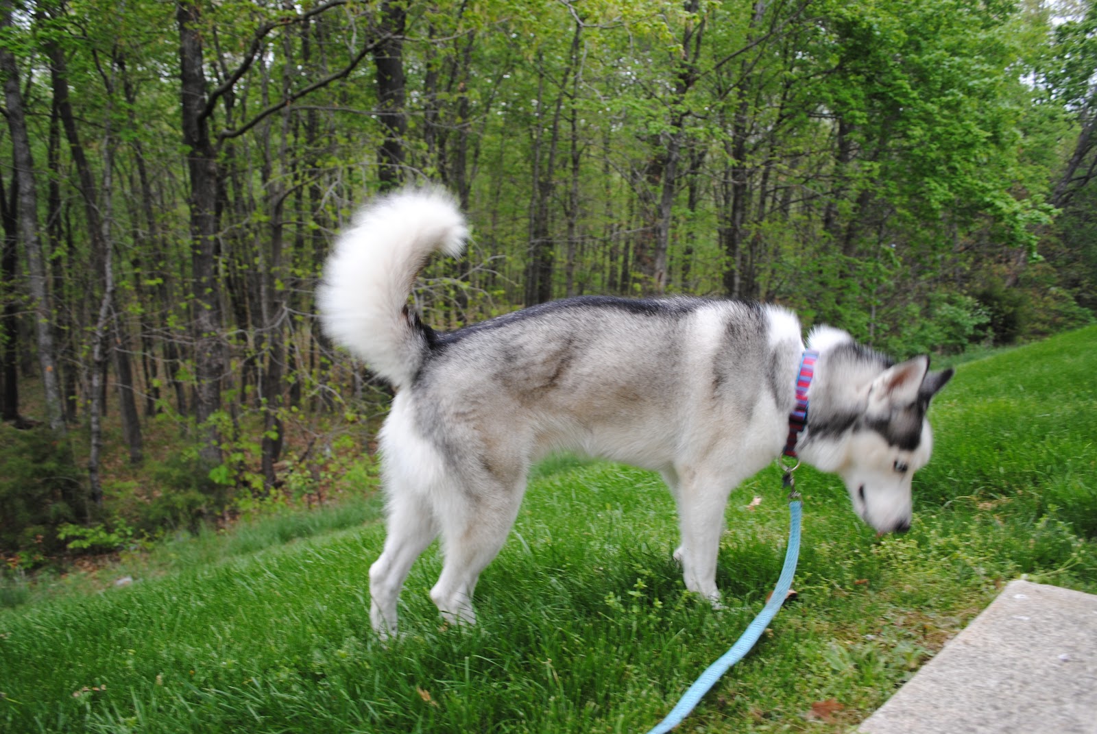 Comet the coconut retriever husky!