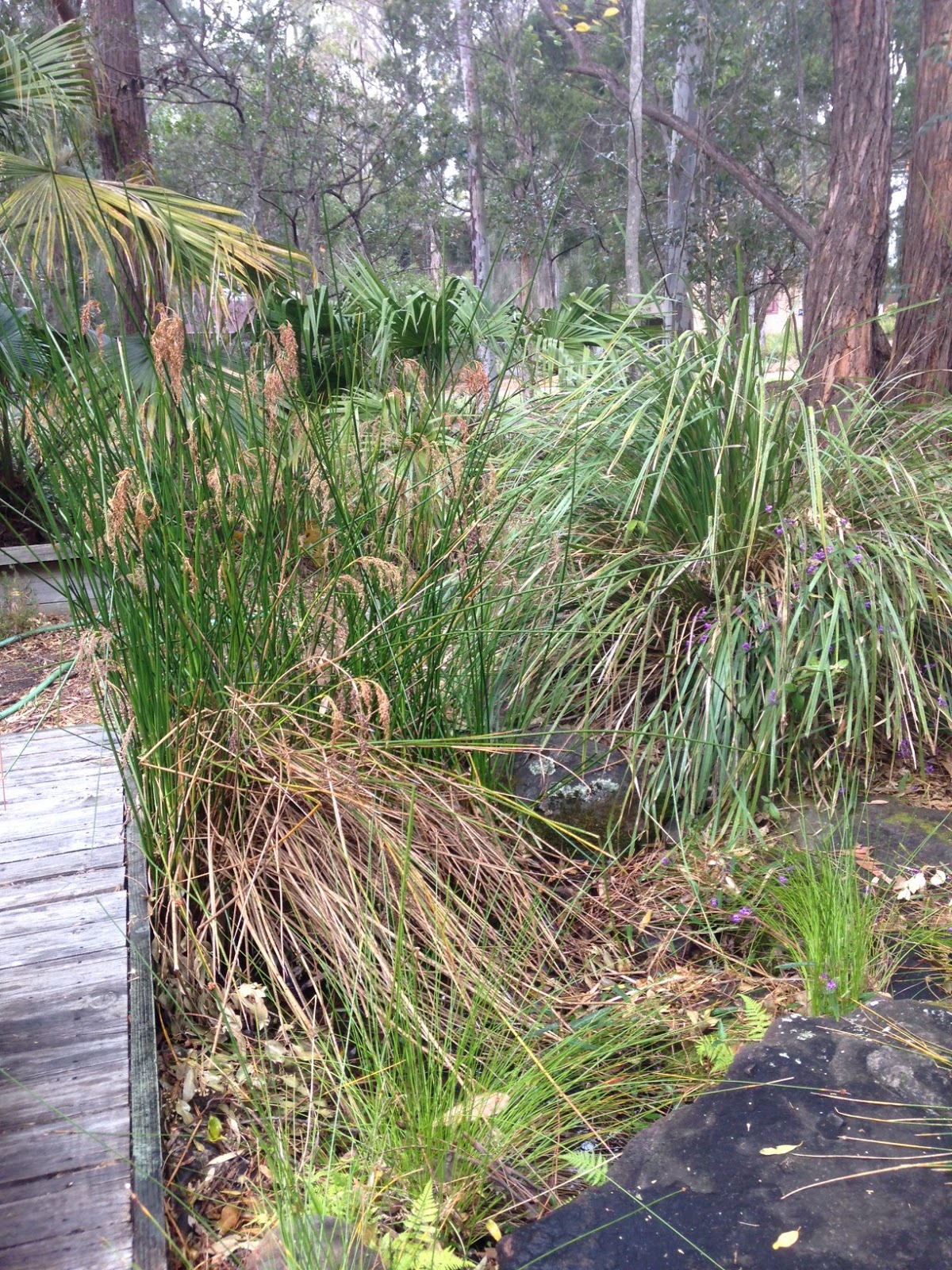 How to create a frogfriendly garden Growing Illawarra Natives