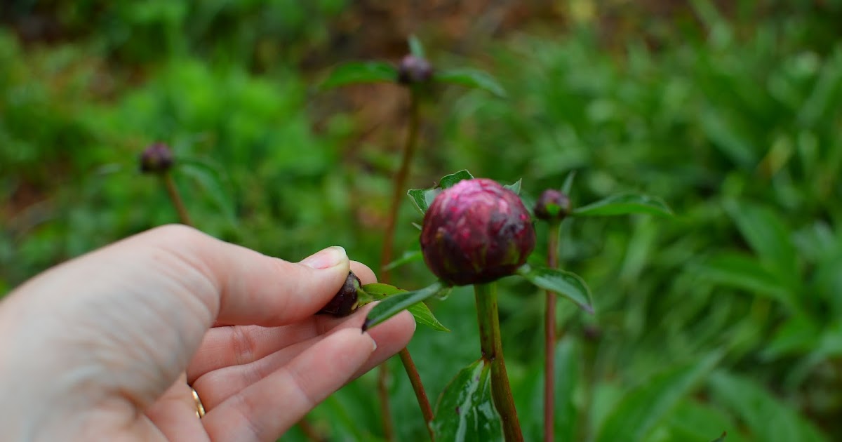 Pinching Plants Hurts but is GOOD for them!