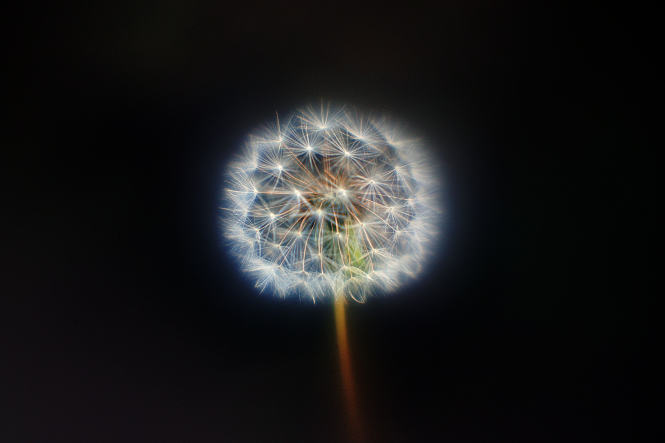 Pusteblume