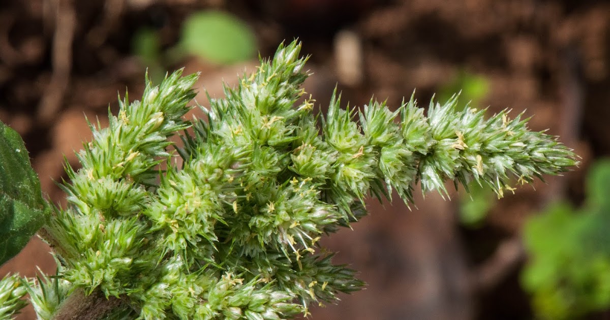 Desde Alájar Bledos