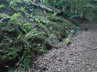 Dilta chateri and D. hibernica habitat Dilta chateri and D. hibernica habitat