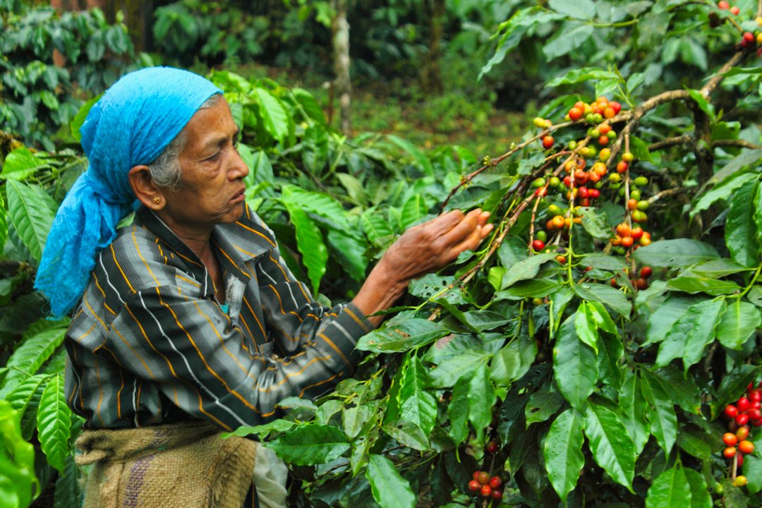 Sakleshpur Guide to Coffee Trails