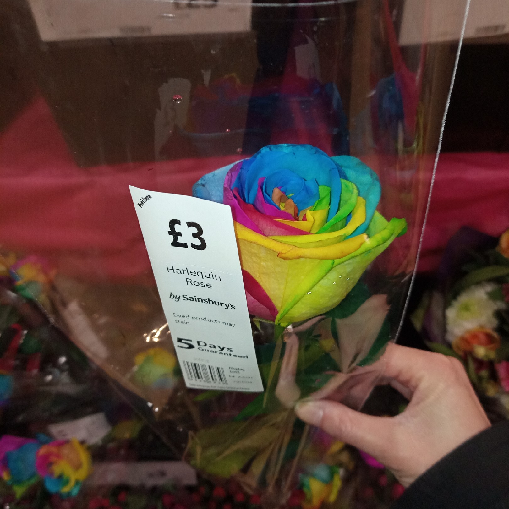 Glamour Harlequin rainbow rose from Sainsburys