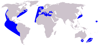 Tırtak (bayağı yunus) dağılım haritası