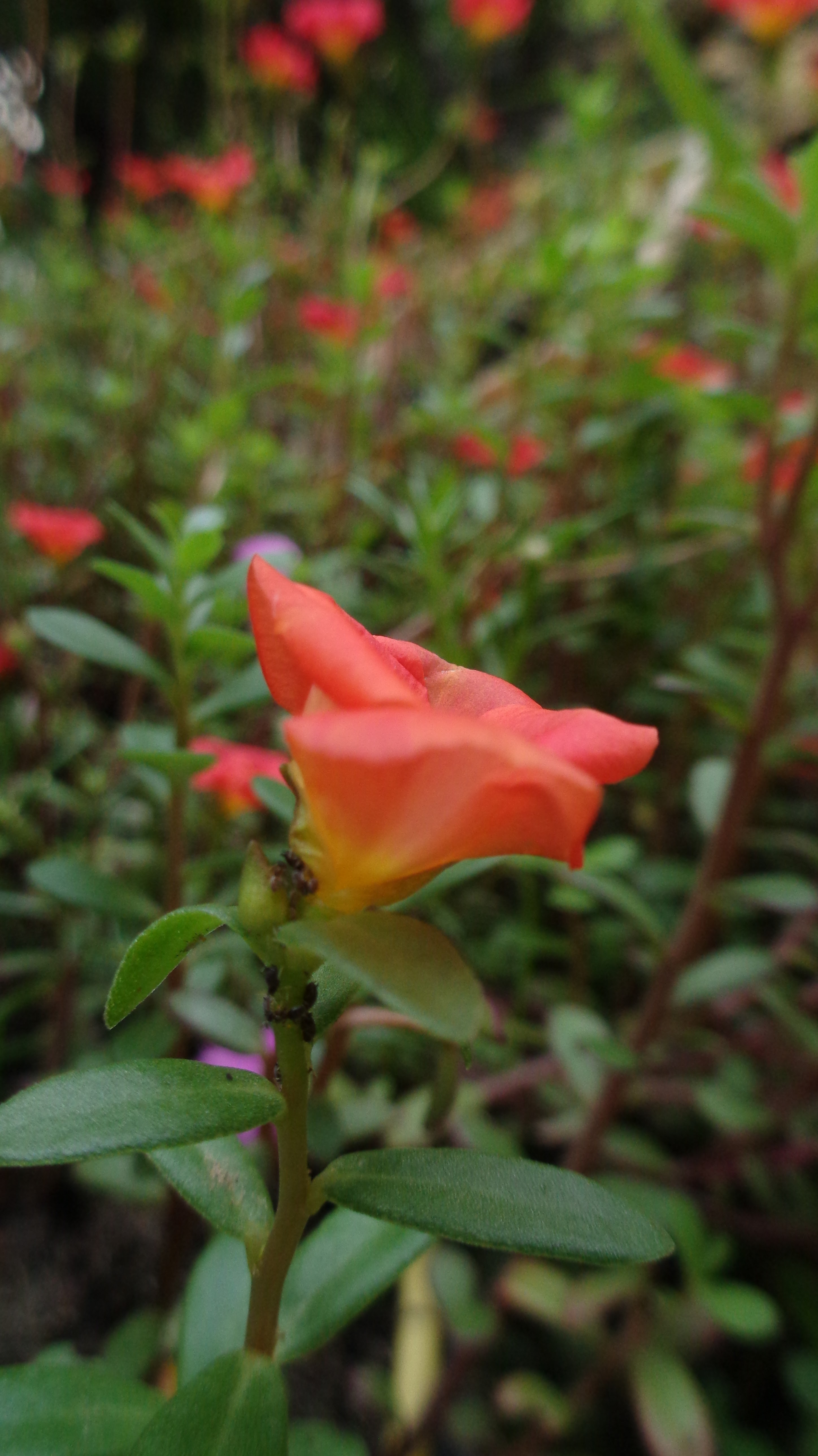 Bunga indah warna jingga