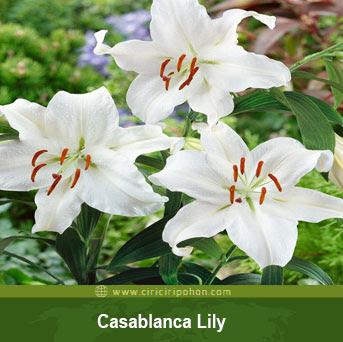 ciri ciri pohon casablanca lily