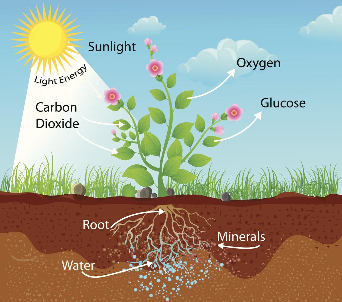FIFTH GRADE Plant Nutrition PHOTOSYNTHESIS fifth-grade-plant-nutrition-photosynthesis
